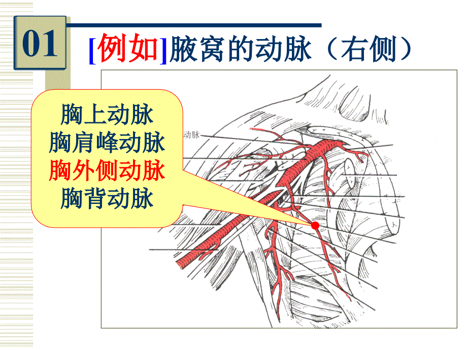 系统解剖学实验考试：系解实验 7-人体解剖教研室_第2页