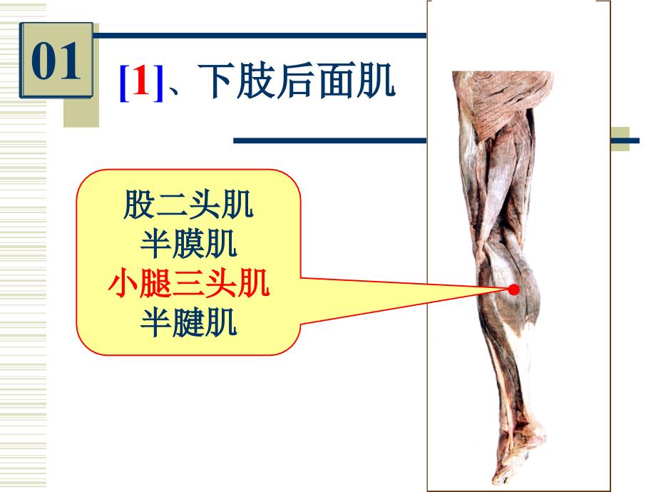 系统解剖学实验考试：系解实验 7-人体解剖教研室_第3页