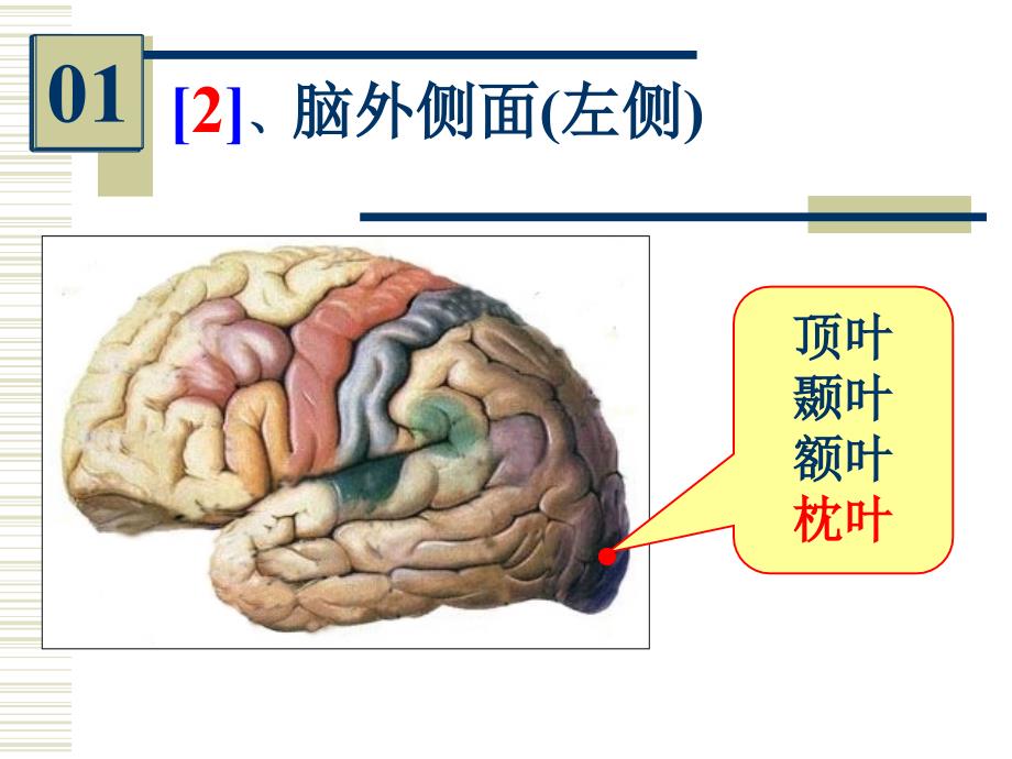 系统解剖学实验考试：系解实验 7-人体解剖教研室_第4页