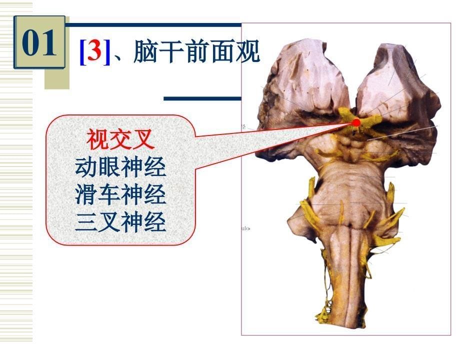 系统解剖学实验考试：系解实验 7-人体解剖教研室_第5页