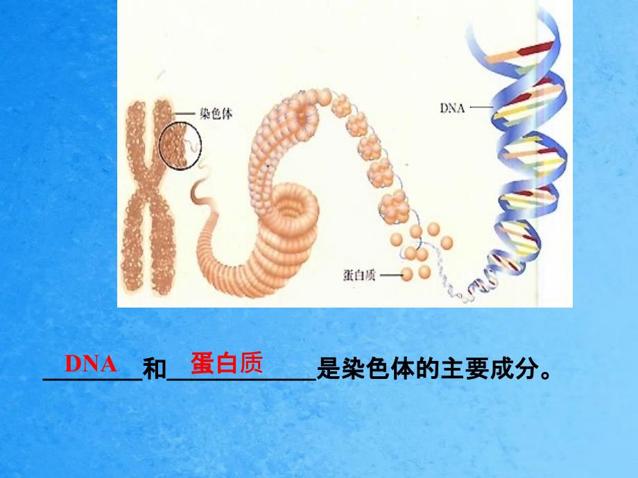 龙生龙凤生凤老鼠生儿会打洞种瓜得瓜种豆得豆ppt课件_第2页