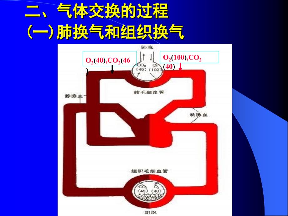 二节气体交换Gsexchange_第3页