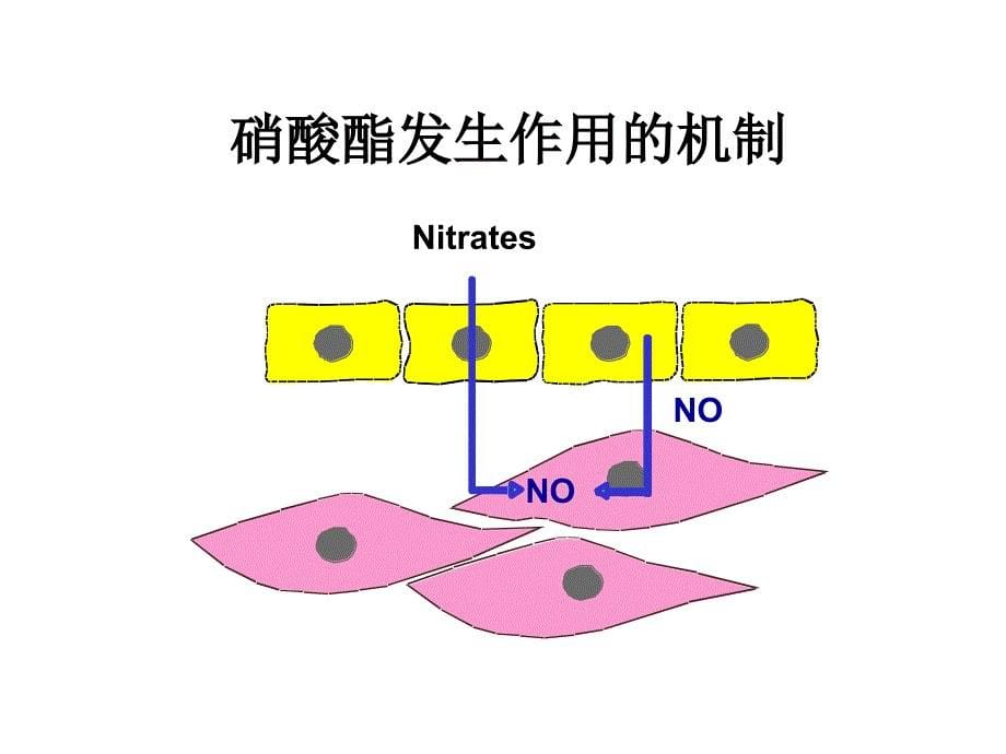 静脉硝酸酯类在心内科重症监护病房的应用_第5页