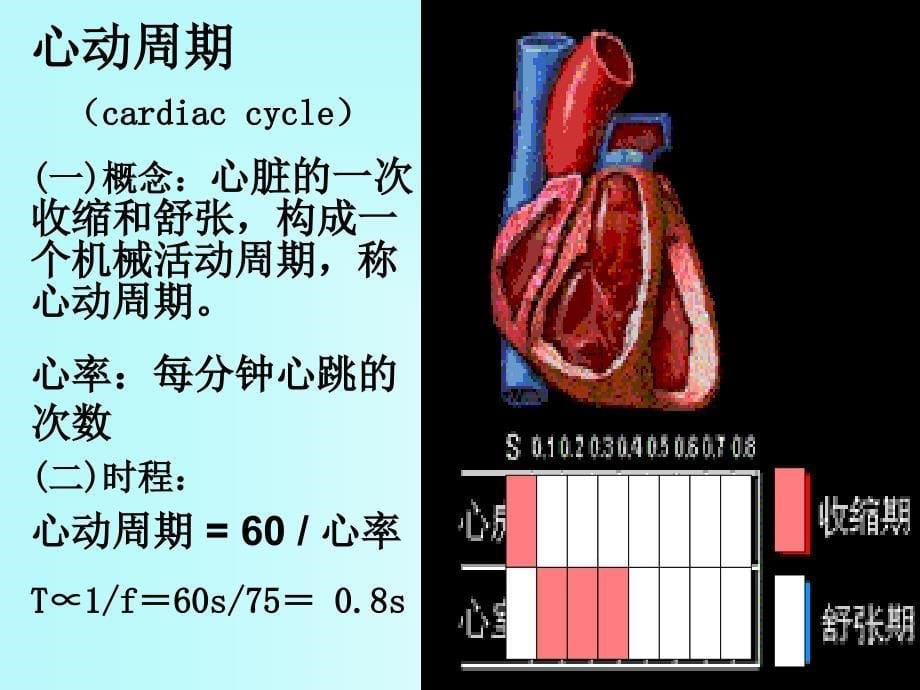 chapter4血液循环1_第5页