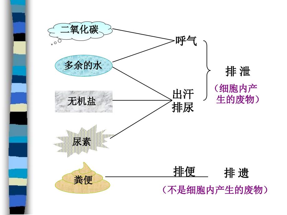 尿的形成与排出_第2页