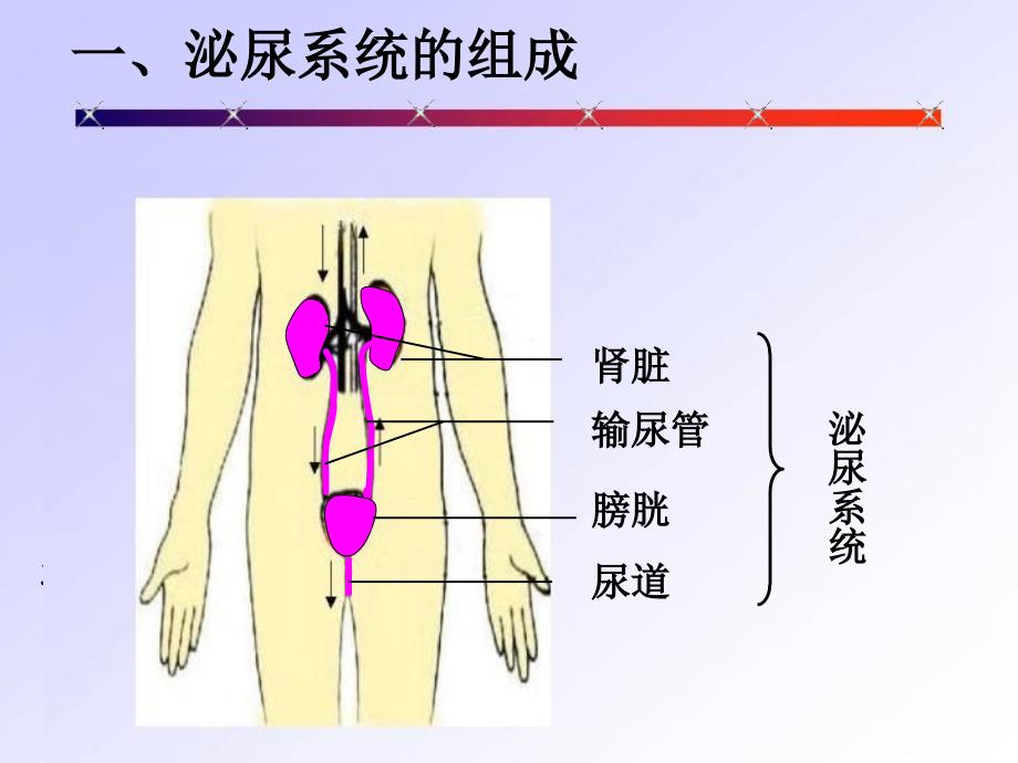 尿的形成与排出_第3页