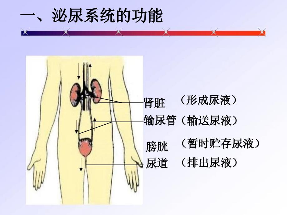 尿的形成与排出_第4页