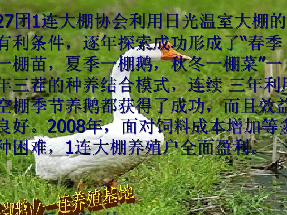 《大棚养鹅前景看好》PPT课件.ppt_第3页