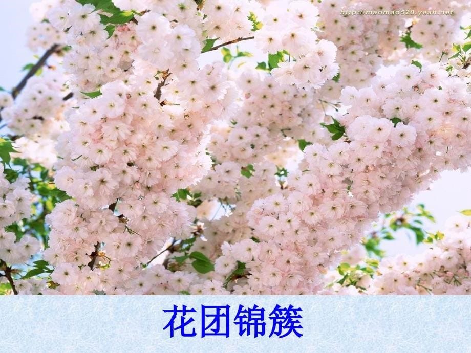 自己的花是让别人看的公开课课件_第5页