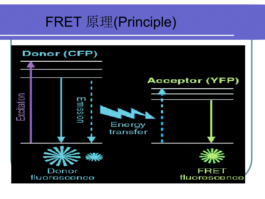 荧光共振能量转移FERT_第4页