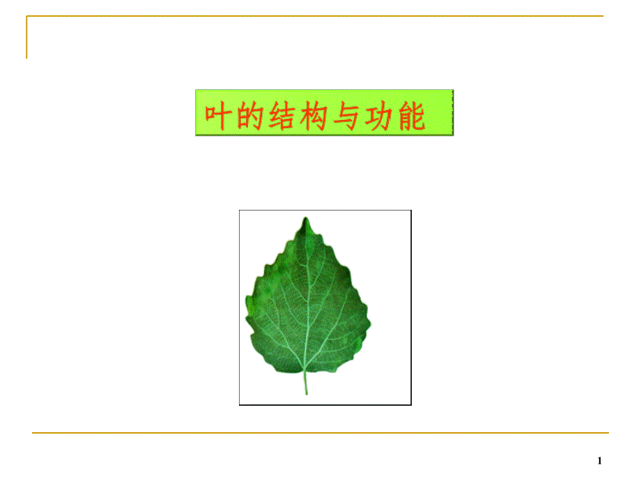 植物叶的解剖结构PPT课件_第1页