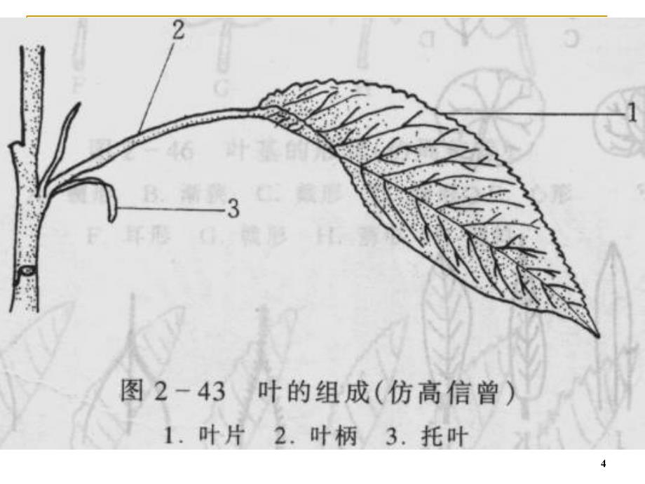 植物叶的解剖结构PPT课件_第4页