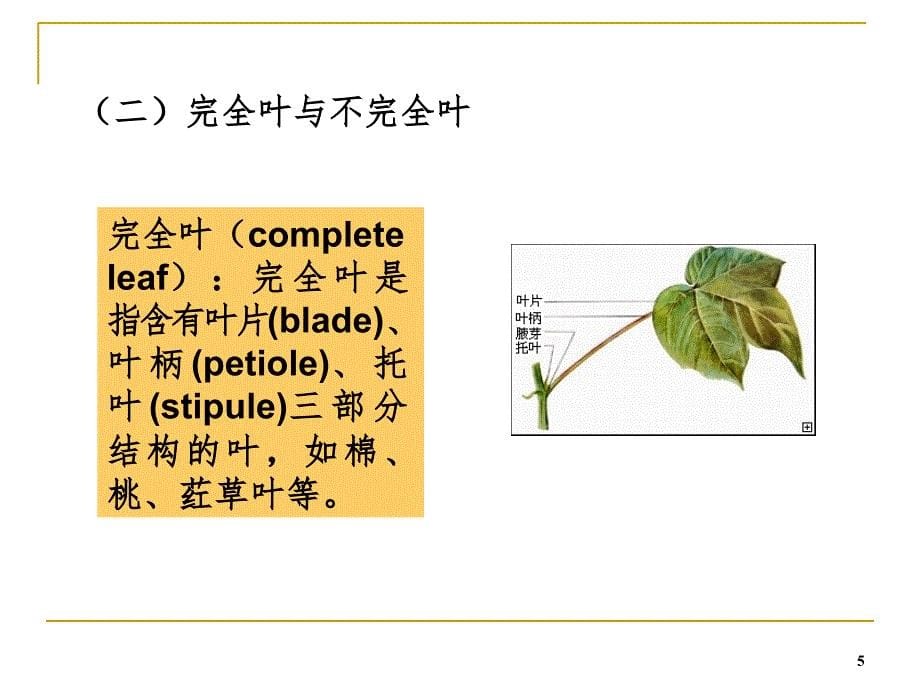 植物叶的解剖结构PPT课件_第5页