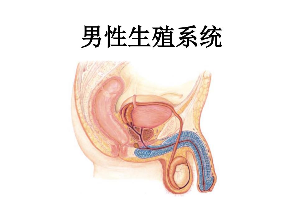 组织胚胎学：男性生殖系统_第2页