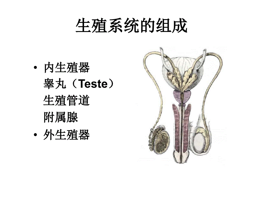 组织胚胎学：男性生殖系统_第3页