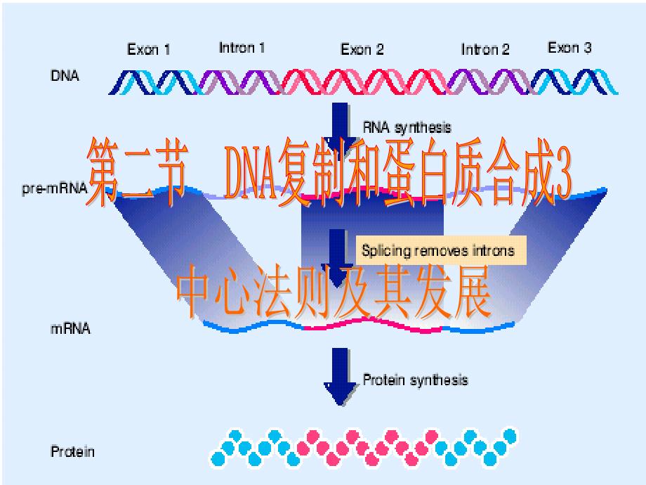 高中生物中心法则_第1页