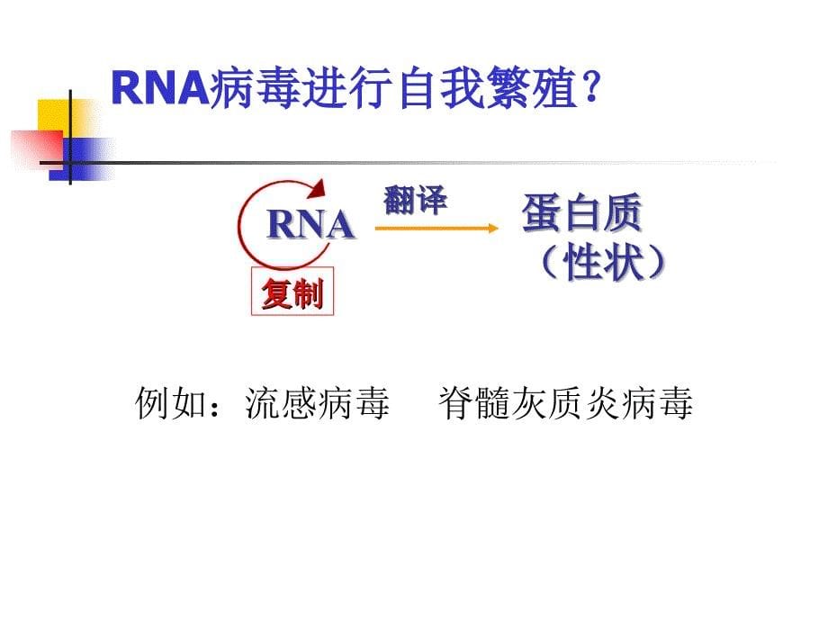 高中生物中心法则_第5页