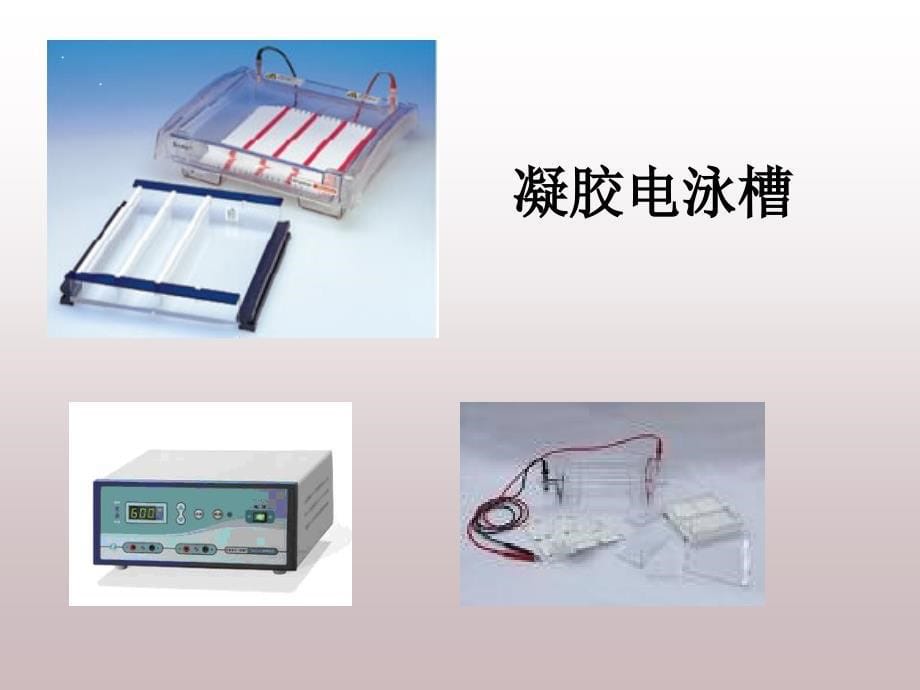DNA电泳实验步骤_第5页