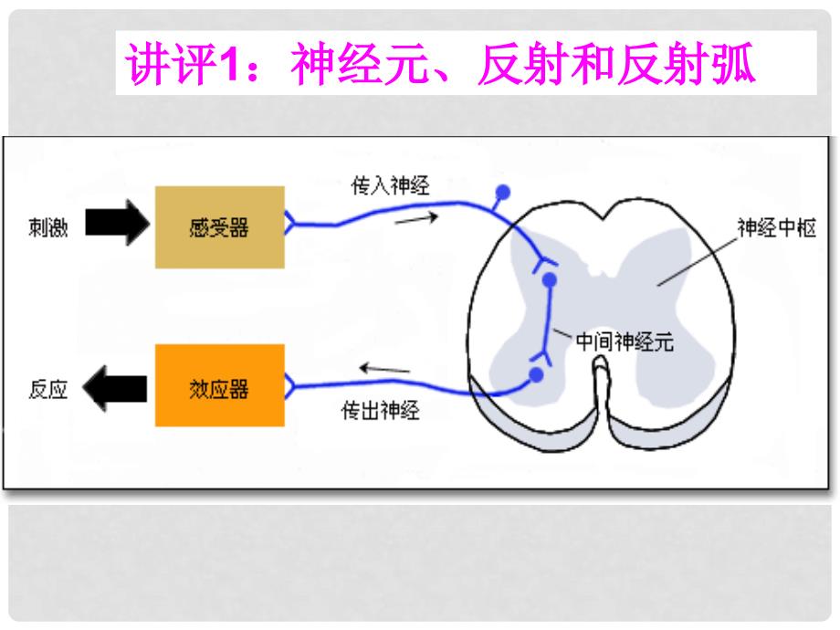 江苏省启东市高中生物 第二章 动物和人体生命活动的调节 2.1 通过神经系统的调节（第2课时）课件 新人教版必修3_第2页