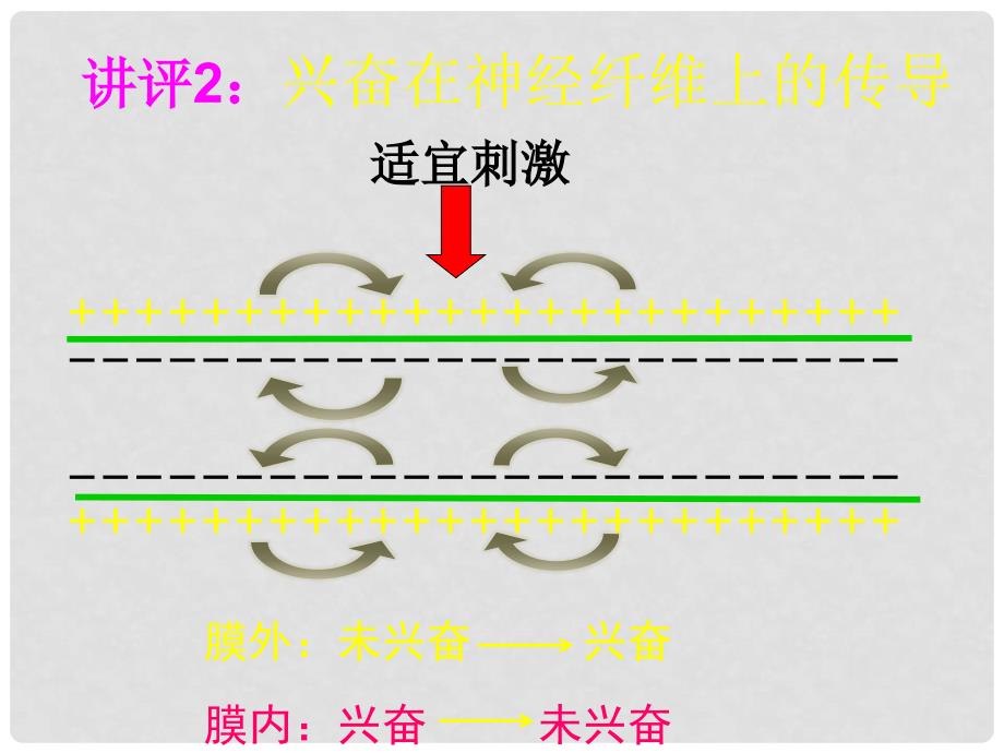 江苏省启东市高中生物 第二章 动物和人体生命活动的调节 2.1 通过神经系统的调节（第2课时）课件 新人教版必修3_第3页