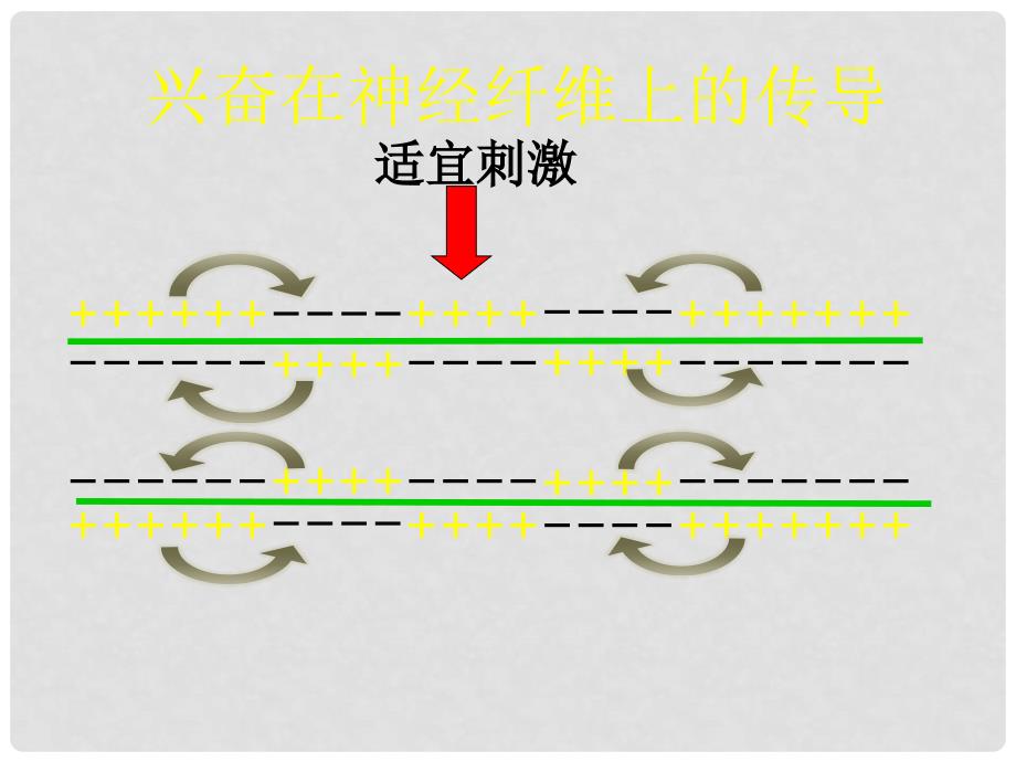 江苏省启东市高中生物 第二章 动物和人体生命活动的调节 2.1 通过神经系统的调节（第2课时）课件 新人教版必修3_第4页