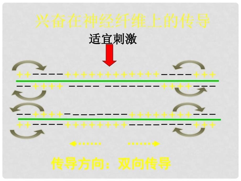 江苏省启东市高中生物 第二章 动物和人体生命活动的调节 2.1 通过神经系统的调节（第2课时）课件 新人教版必修3_第5页