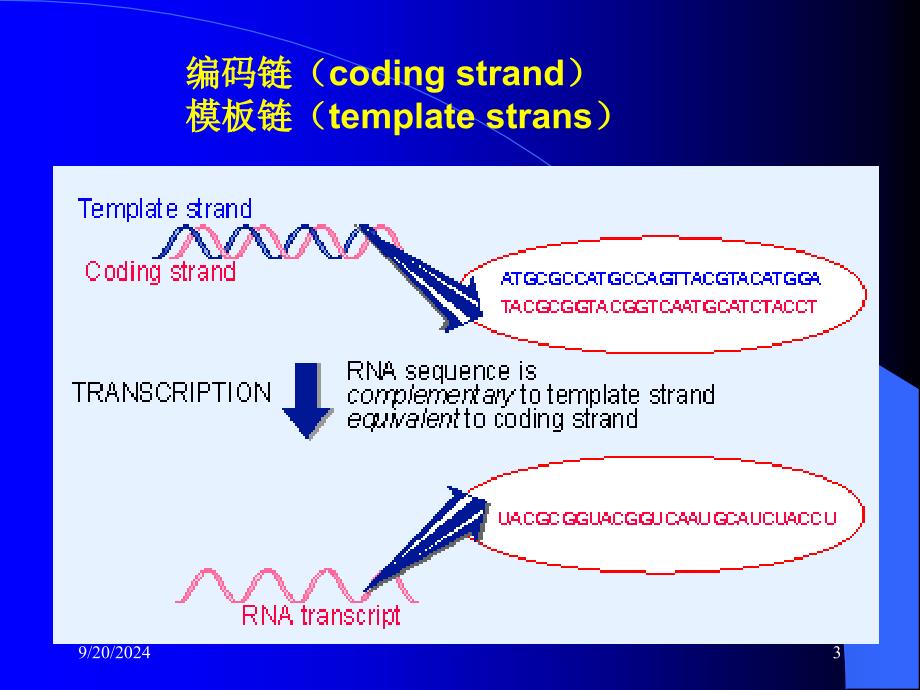 生物信息传递上从DNA到RNA_第3页