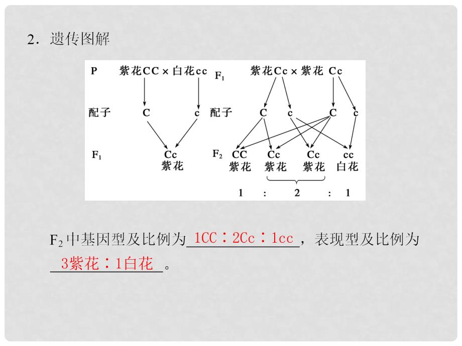 高考生物一轮复习 第14讲遗传基本定律和细胞学基础精品课件 浙科版_第4页