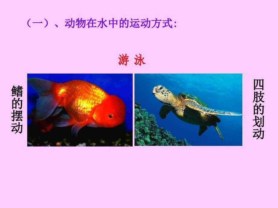 17.1动物运动的形式和能量供应_第5页