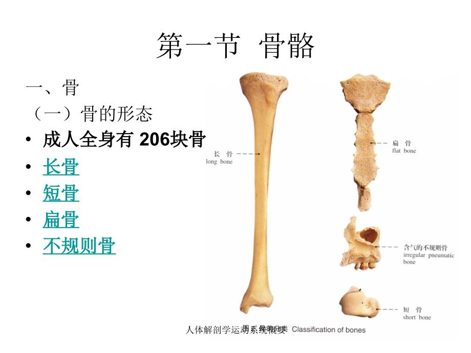 人体解剖学运动系统概要课件_第2页