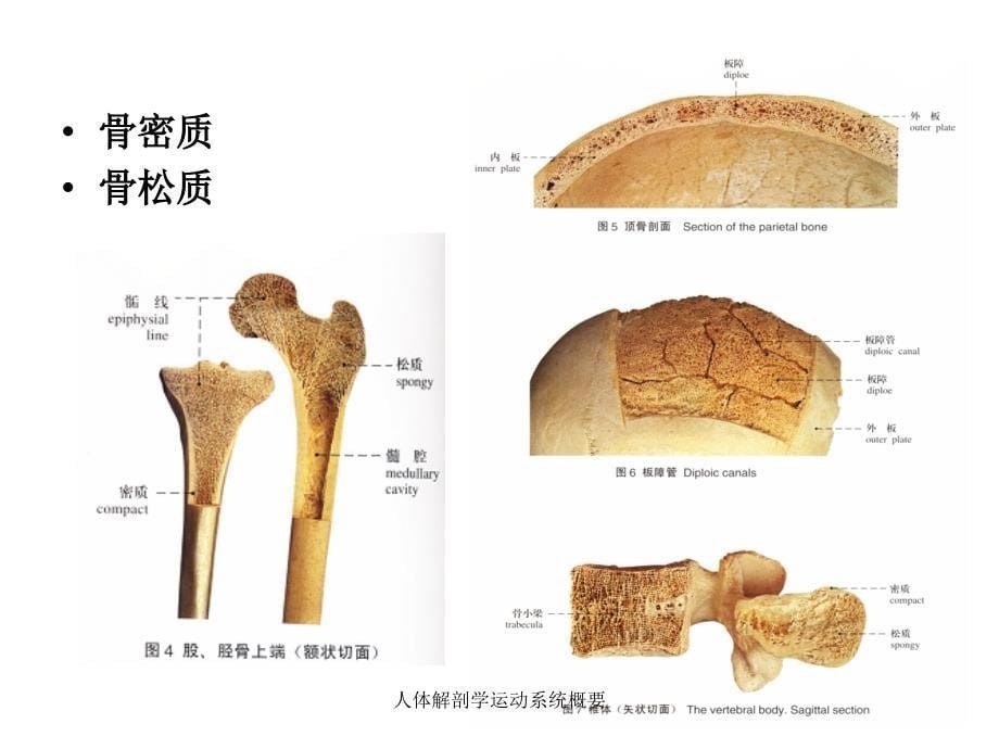 人体解剖学运动系统概要课件_第5页