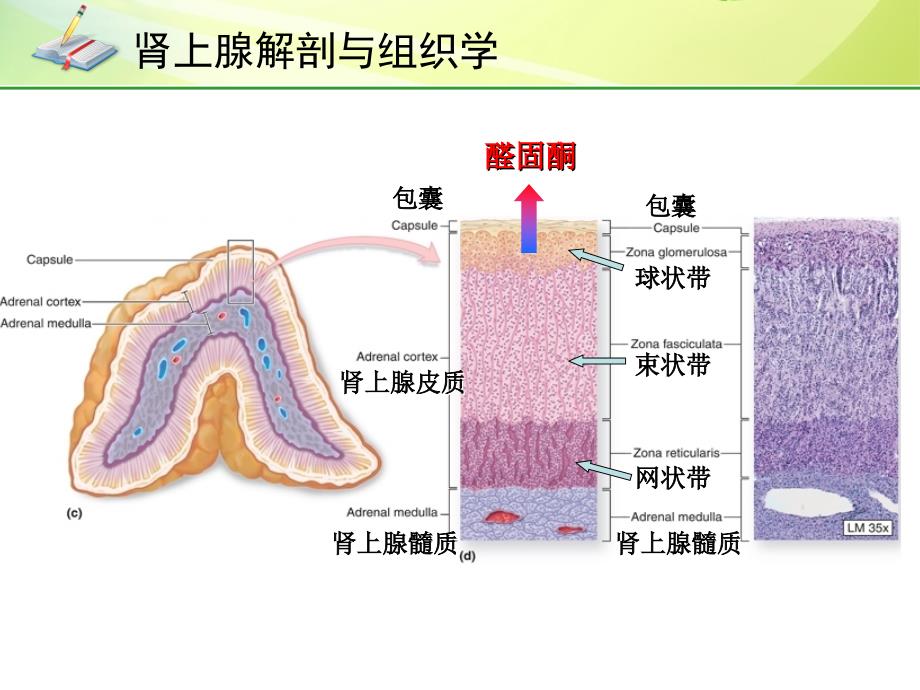 《原发性醛固酮增多症》_第4页