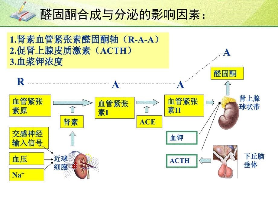 《原发性醛固酮增多症》_第5页