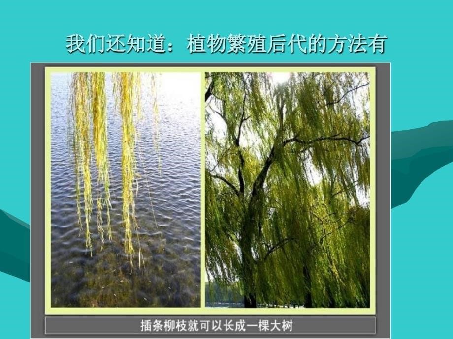 教科版科学三下《植物新生命的开始》课件.ppt_第5页