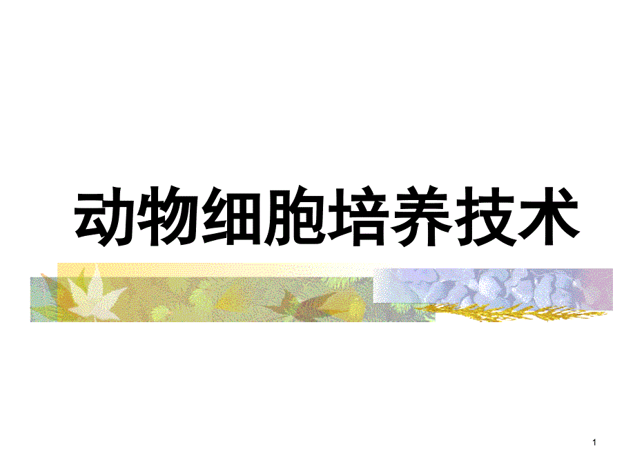 1.动物细胞培养技术.PPT_第1页