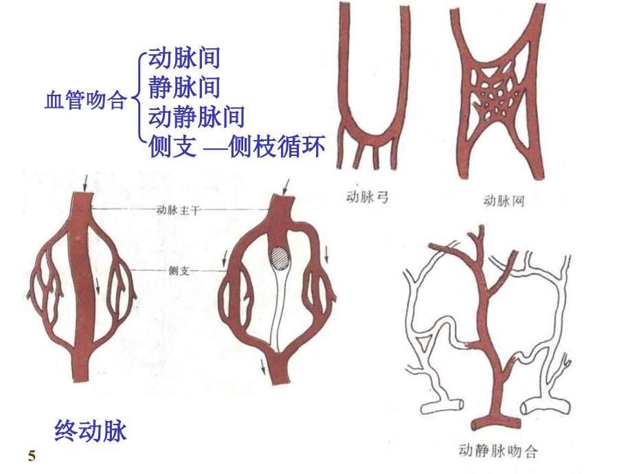 循环系统总论和心课件_第5页