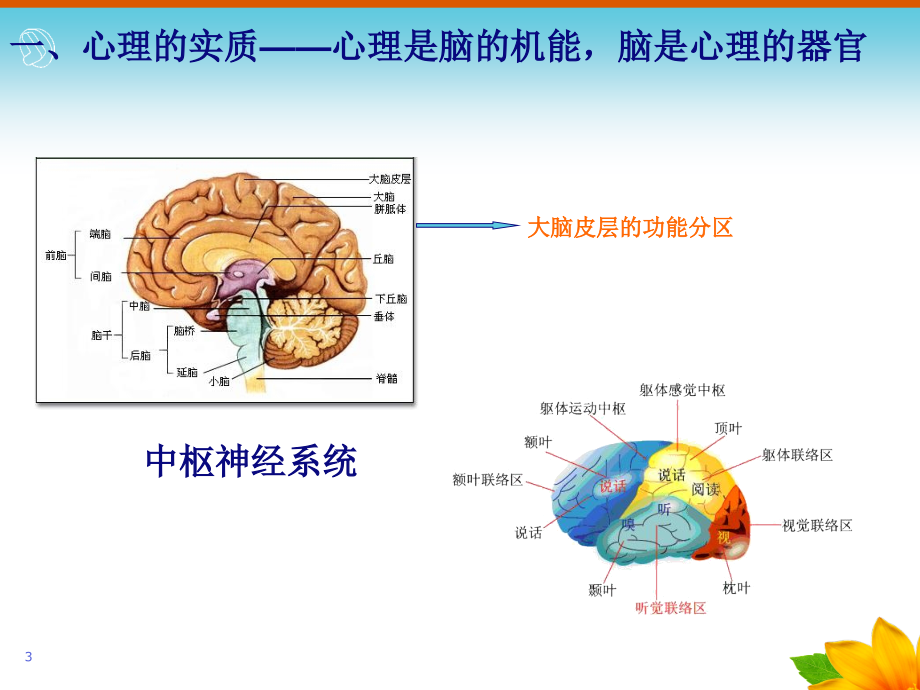 幼儿心理学完整版课堂PPT_第3页