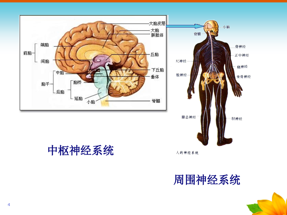 幼儿心理学完整版课堂PPT_第4页