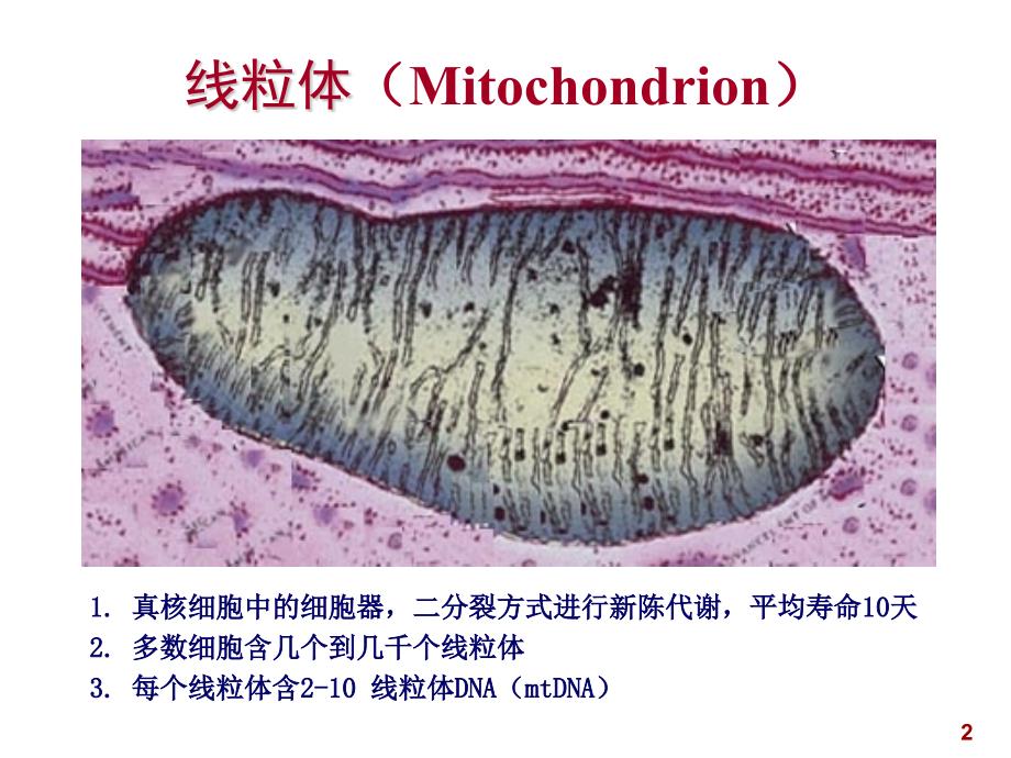 线粒体疾病的分子生物学检验_第2页