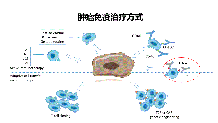 ASCO会后-肺癌免疫治疗进展PPT参考课件_第3页