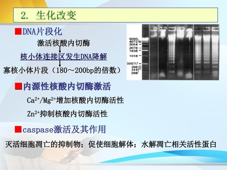 医学课件第9章细胞凋亡与疾病_第5页