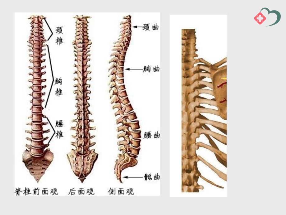 脊柱后关节错位急性腰扭伤髂腰韧带_第2页