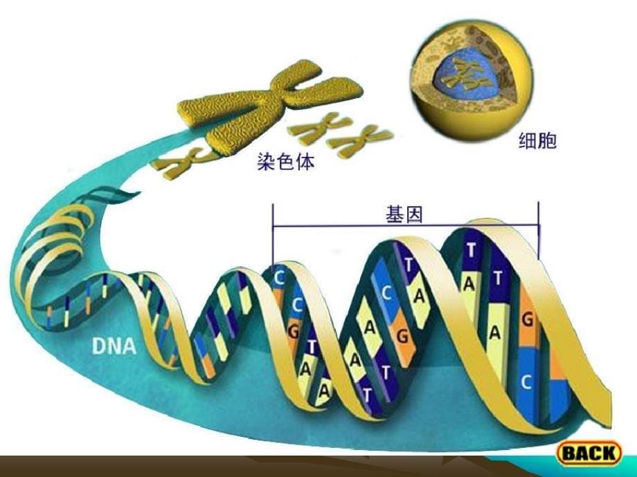 0园艺植物遗传学基础_第5页