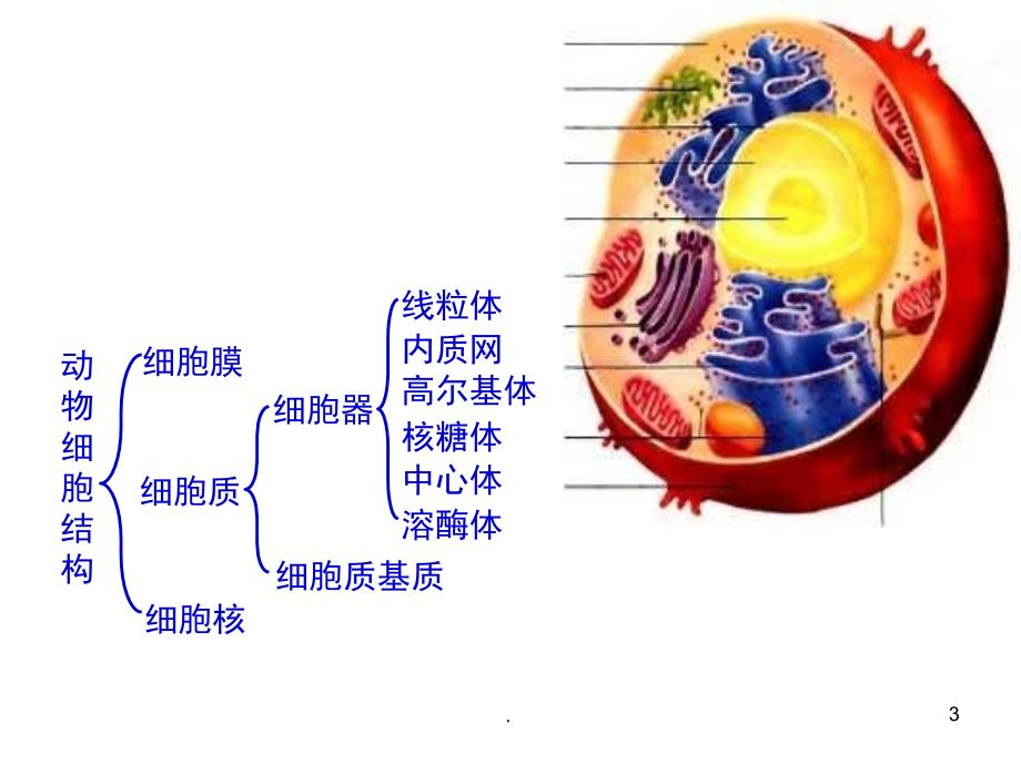 生物必修一细胞器PowerPoint演示文稿_第3页