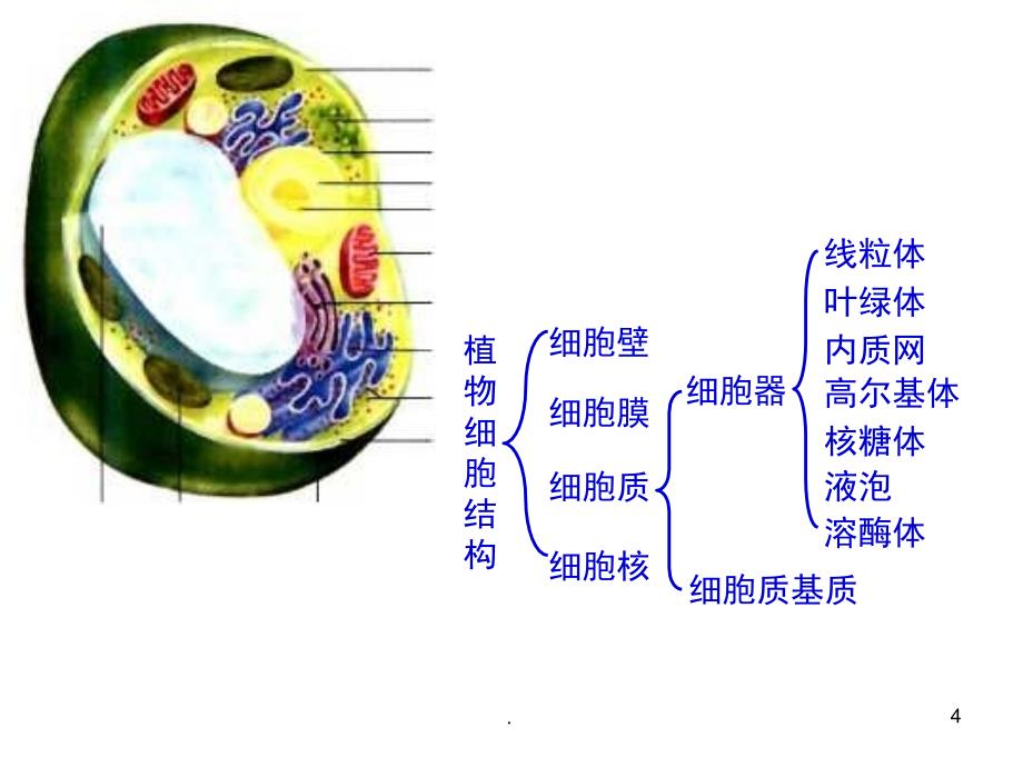 生物必修一细胞器PowerPoint演示文稿_第4页