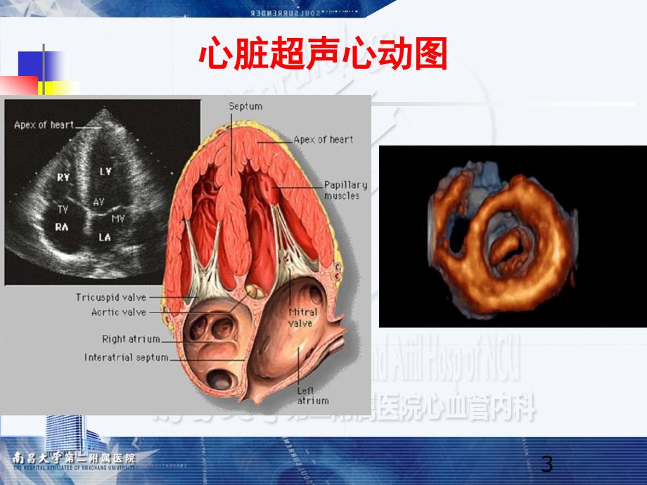 心脏解剖生理课件_第3页