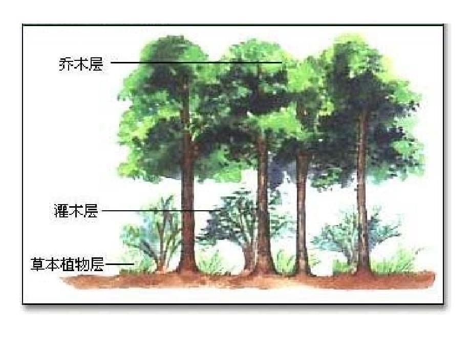 群落的分类与排序课件_第5页