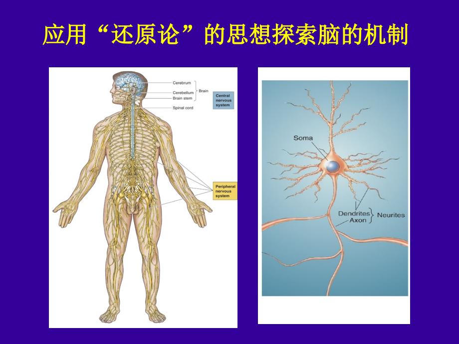 神经系统织学和细胞学_第3页