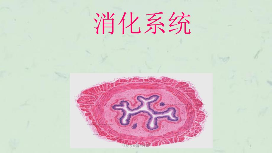 消化系统解剖生理课件_第1页