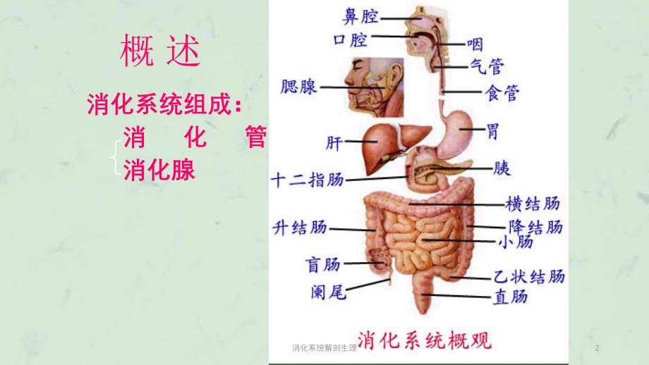 消化系统解剖生理课件_第2页